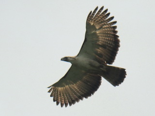 Philippine Eagle / photo Stijn De Win