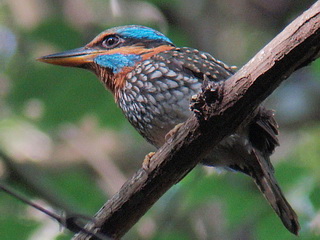 Spotted Wood-Kingfisher
