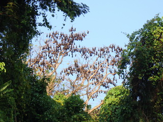 Subic fruit bats