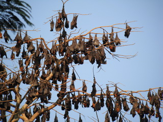 Subic bat roost