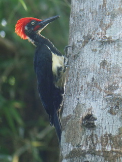 White-bellied Woodpecker