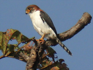 White-rumped Falcon female