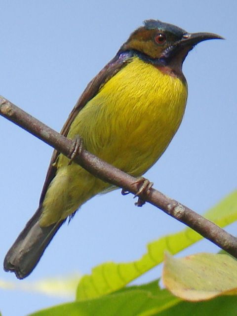 Brown-throated Sunbird