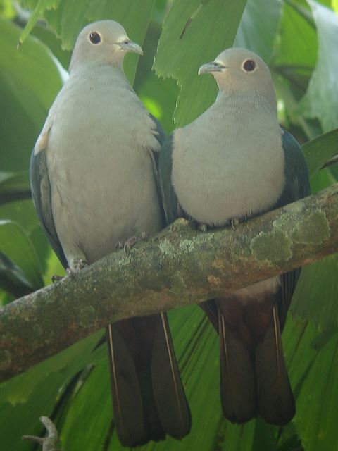 Green Imperial Pigeon