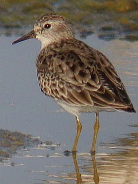 Long-toed Stint