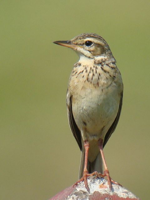 Paddyfield Pipit