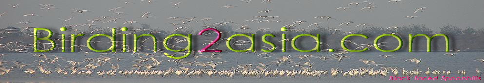 Birding 2 asia. Expert guided birding tours & free info on birdwatching in Asia. 
