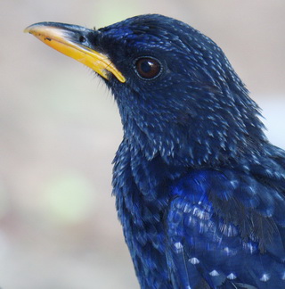 Blue Whistling Thrush