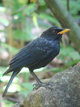 Blue Whistling Thrush