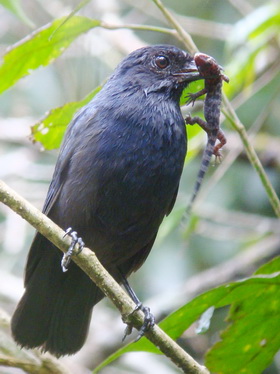 Sunda Whistling Thrush