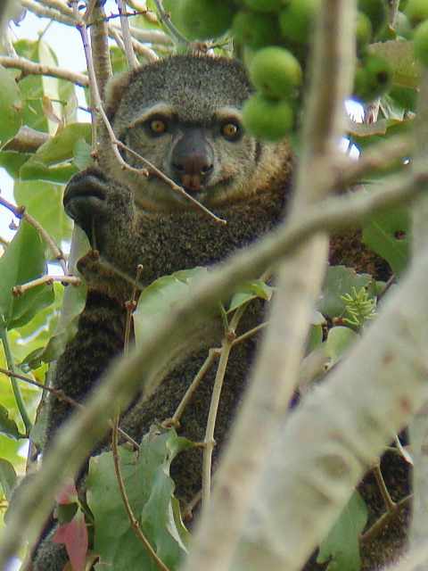Bear Cuscus / Birding2asia