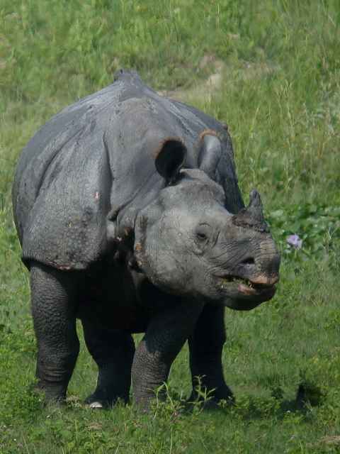 Indian Rhinoceros / Birding2asia