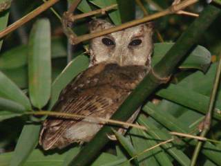 Collared Scops Owl for Birding2asia by Stijn De Win.