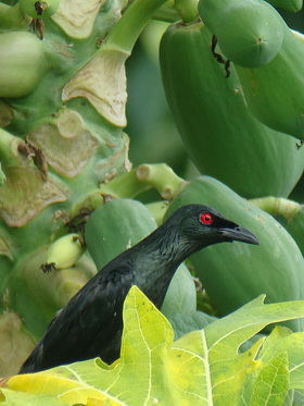 Asian Glossy Starling