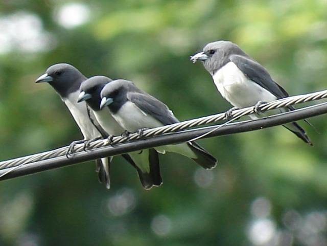 White-breasted Woodswallow