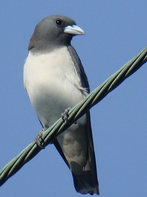 White-breasted Woodswallow