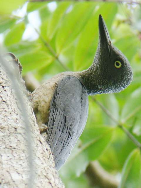 Ashy Woodpecker female