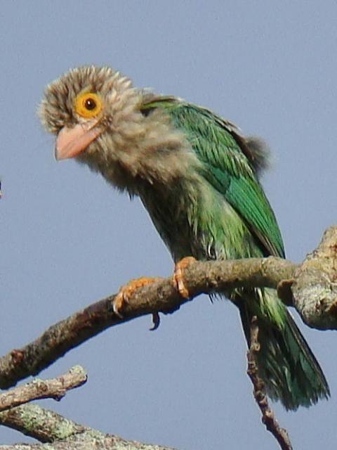 Lineated Barbet