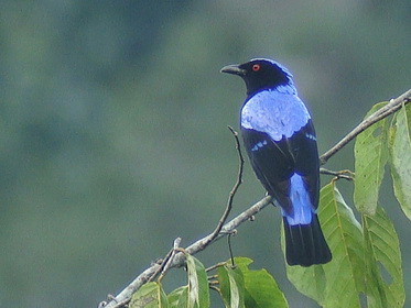 Asian Fairy Bluebird