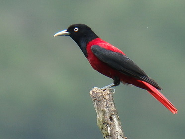 Red Oriole