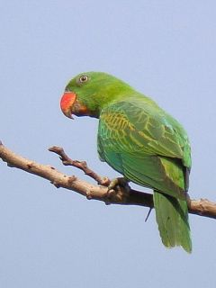 Blue-naped Parrot / Birding2asia