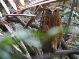 Buffy Fish Owl -Krabi River mangroves