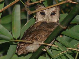 Collared Scops Owl -Phuttamonton Park