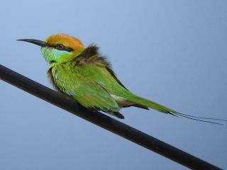 Green Bee-eater -Pranburi Forest Park