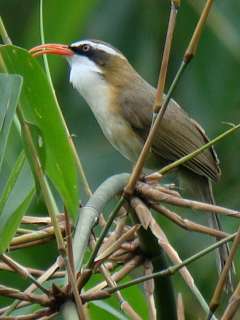 Red-billed Scimitar Babbler / Birding2asia