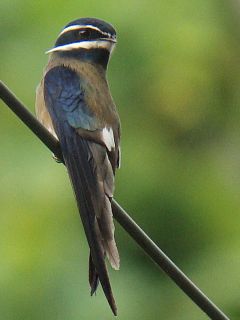 Whiskered Treeswift -Subic, Philippines