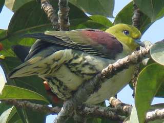 White-bellied Green Pigeon -Na Hin Forest, Laos