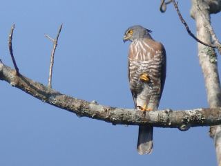 Crested Goshawk