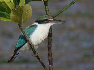 Collared Kingfisher  Stijn De Win