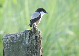 Long-tailed Shrike  Stijn De Win