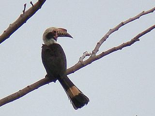 Luzon Hornbill  Stijn De Win