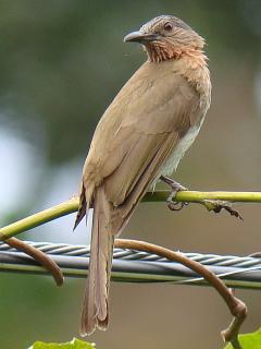 Philippine Bulbul  Stijn De Win