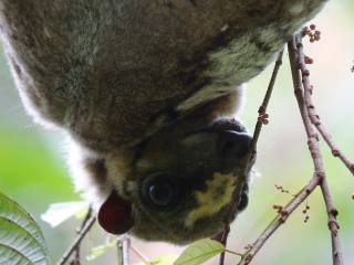 Philippine Colugo  Stijn De Win