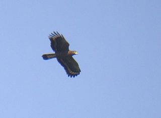 Philippine Serpent Eagle  Stijn De Win