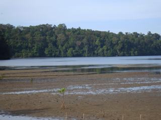 Subic forest