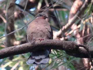 White-eared Dove  Stijn De Win