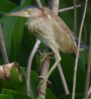 Yellow Bittern  Stijn De Win