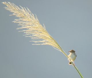 Zitting Cisticola  Stijn De Win