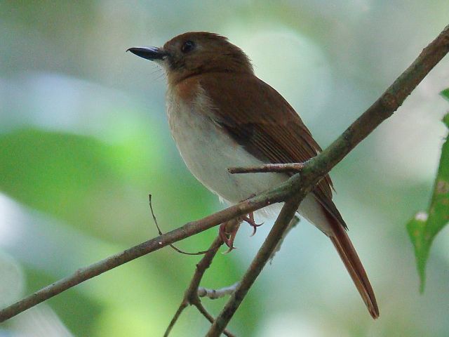 Rufous-tailed Jungle-Flycatcher