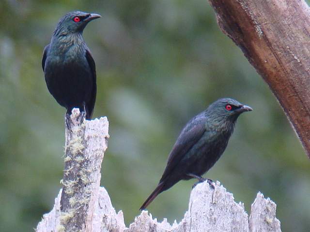 Short-tailed Starling / Birding2asia