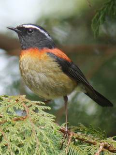 Collared Bush Robin