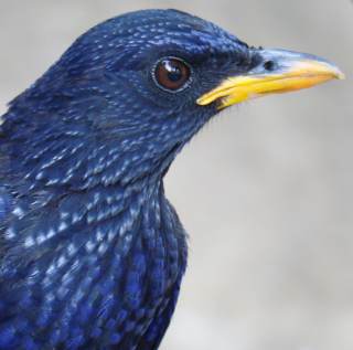 Blue Whistling Thrush -Wat Tham Suea