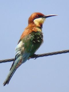 Chestnut-headed Bee-eater / Birding2asia