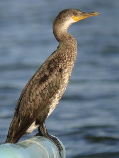 Indian Cormorant / Birding2asia