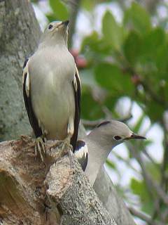 Daurian Starling / Birding2asia