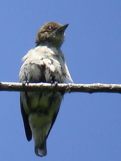 Thick-billed Flowerpecker / Birding2asia